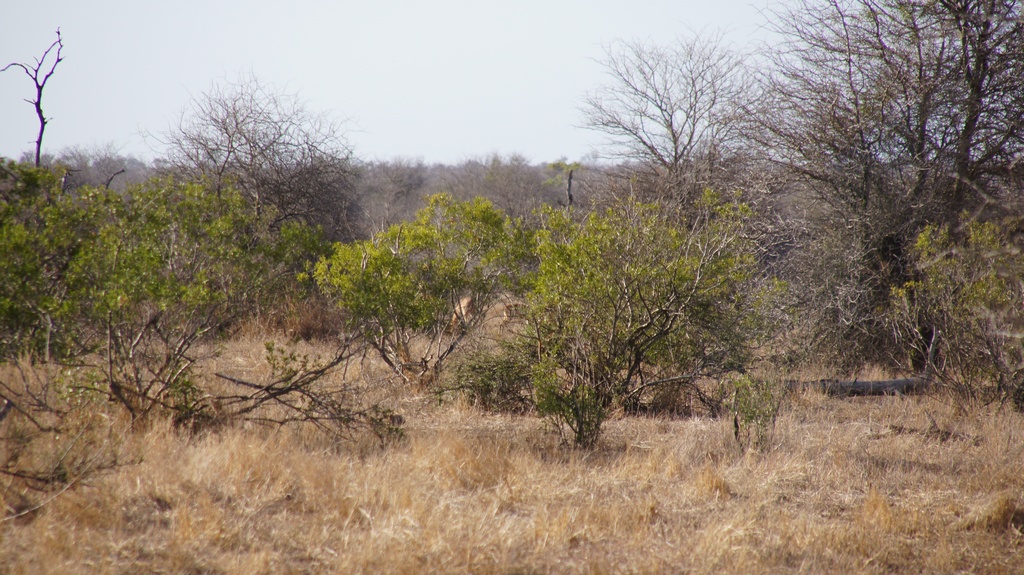Gras und kleine Bäume